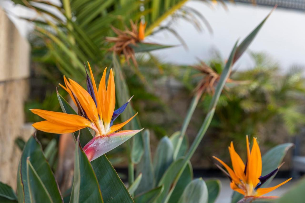 Medano4You The Strelitzia Terrace Ελ Μέντανο Εξωτερικό φωτογραφία
