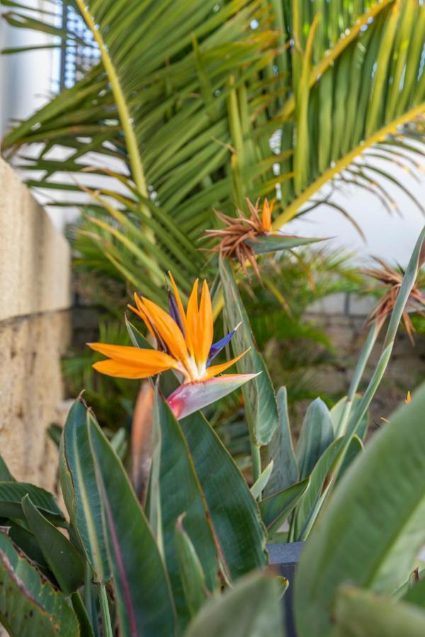 Medano4You The Strelitzia Terrace Ελ Μέντανο Εξωτερικό φωτογραφία